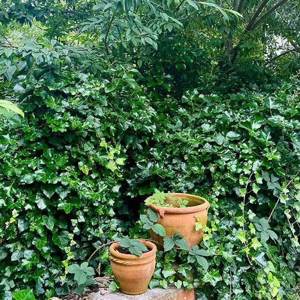 Pot-plants.jpg